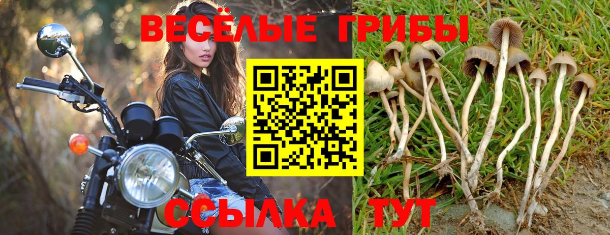 Псилоцибиновые грибы Psilocybine cubensis Новоалександровск